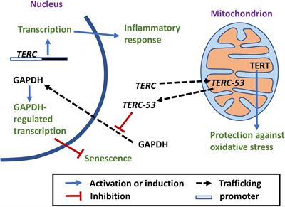Mitochondria, Telomeres and Telomerase Subunits